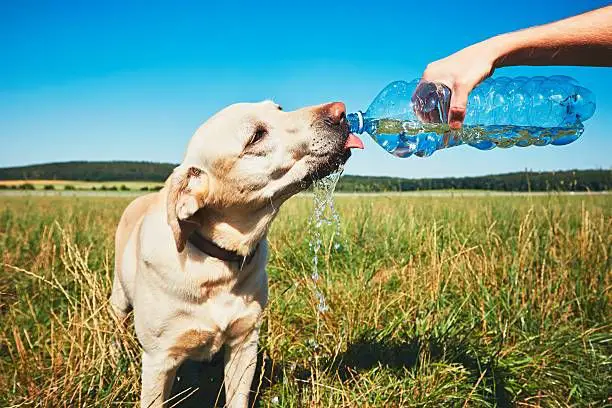 dog happily drinking water