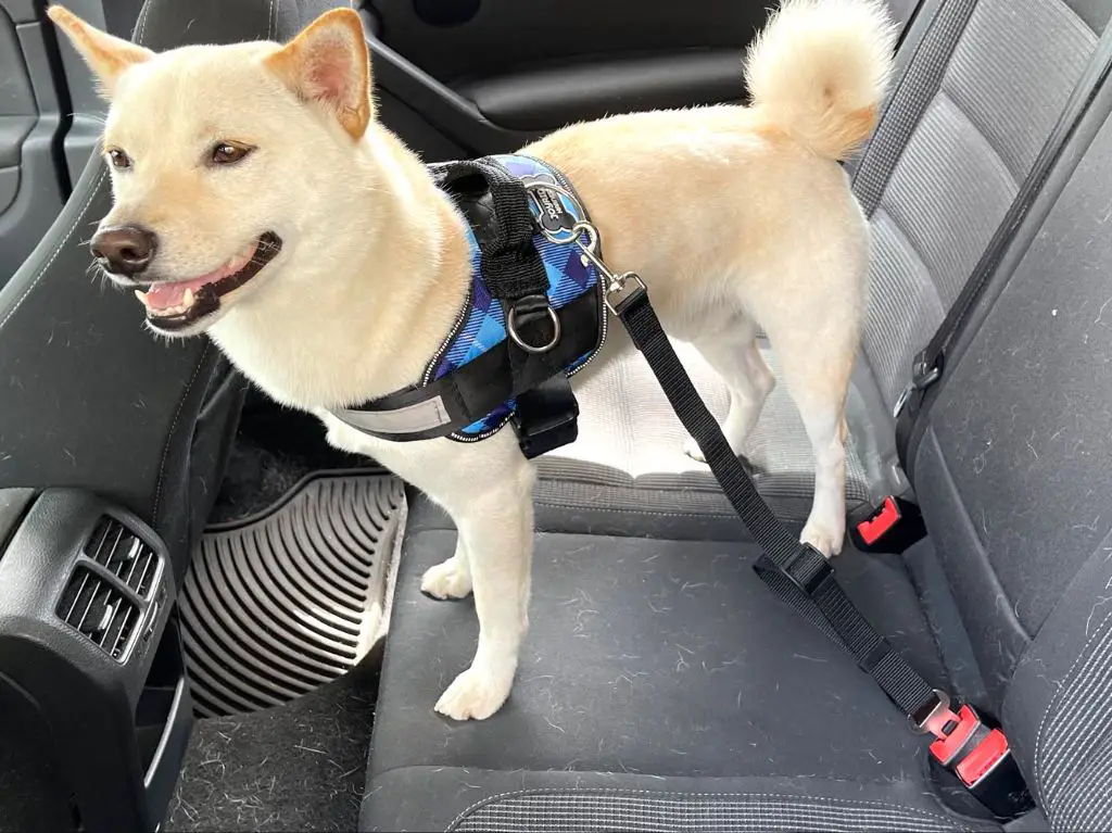 dog harnesses attaching to seat belts