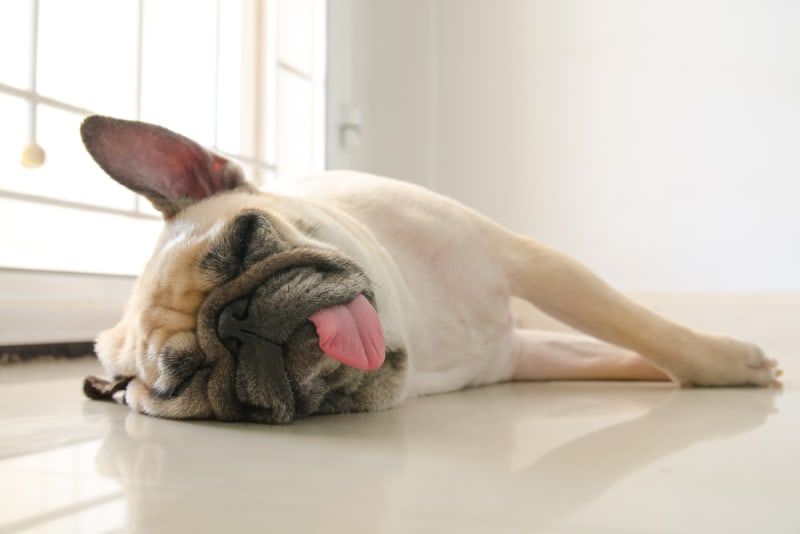 dog having a seizure on the floor