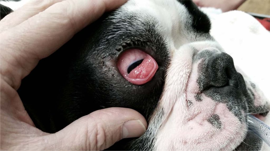 dog having cherry eye surgery to tack third eyelid gland