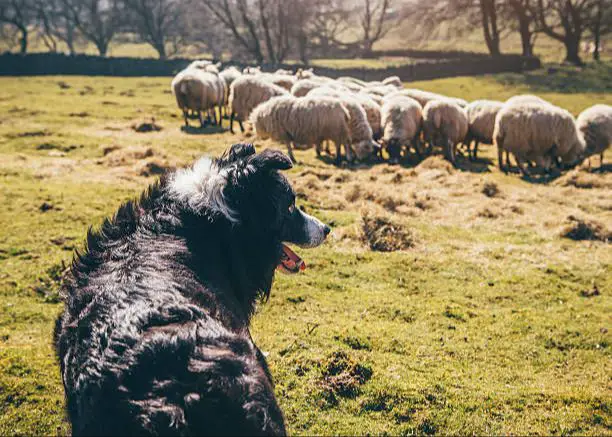 dog herding sheep in a field