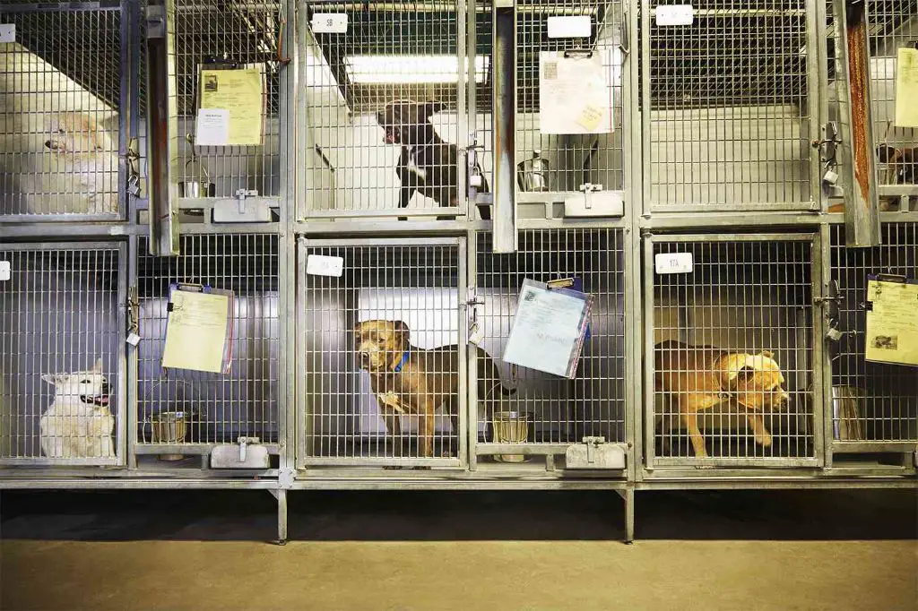 dog in an animal shelter