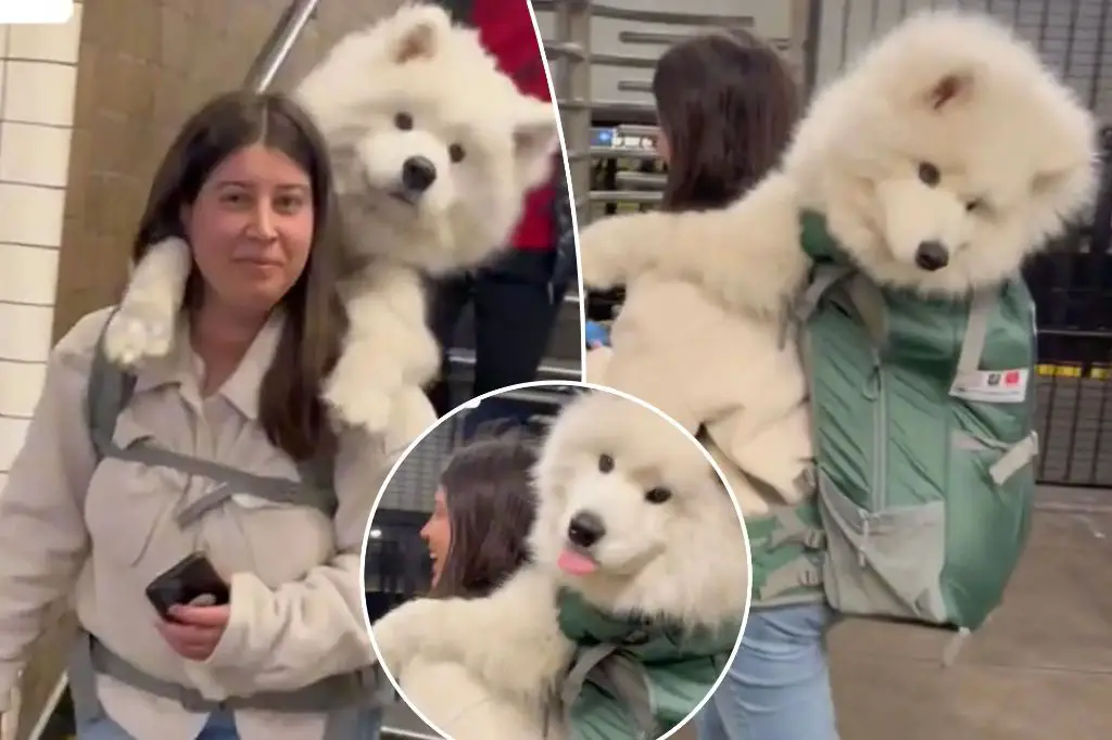 dog in backpack carrier riding on subway