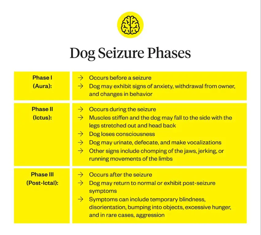 dog in ictus seizure phase