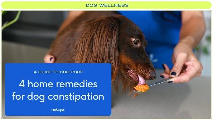 dog laxatives