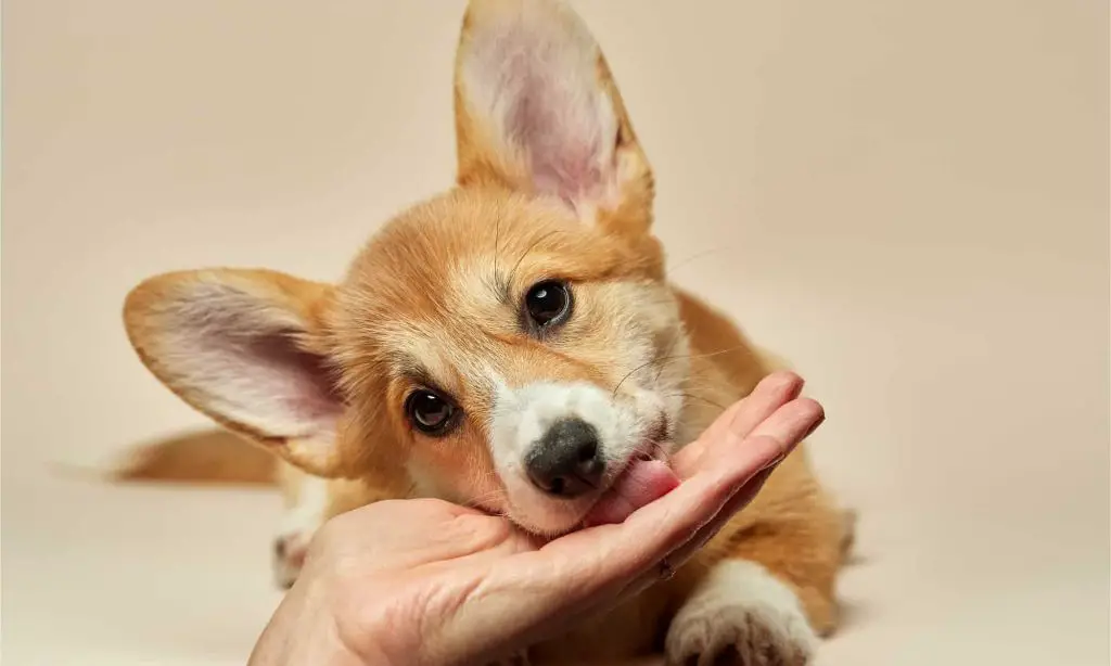 dog licking person's hand