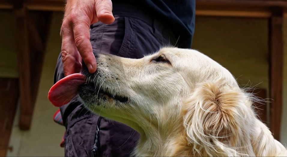 dog licking person's wound