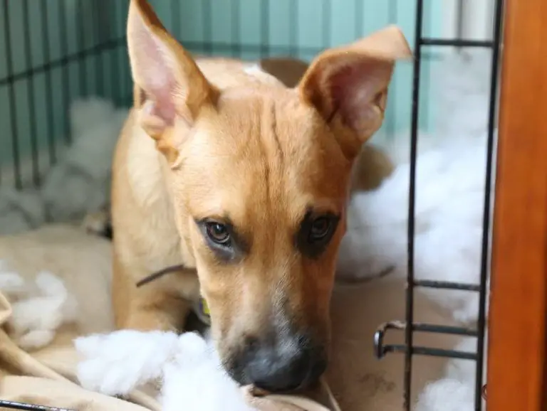 dog looking anxious in crate