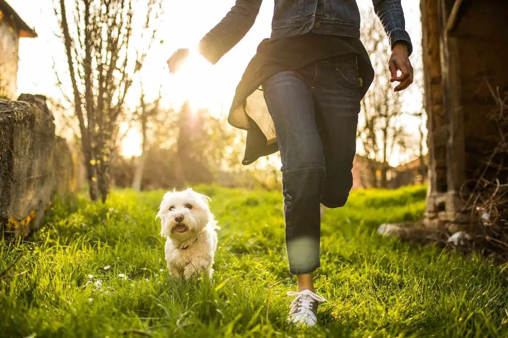 dog looking ill after ingesting citronella oil