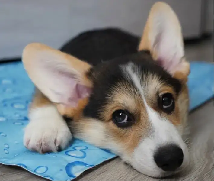 dog lying on cooling mat