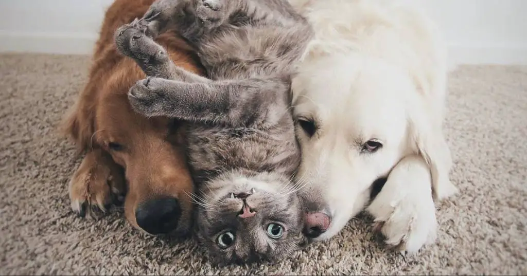 dog meeting a friend's cat