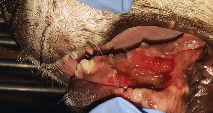 dog missing teeth due to extractions