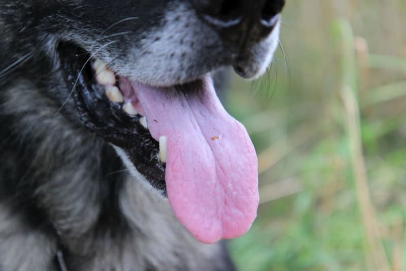 dog mouths contain bacteria that can infect humans