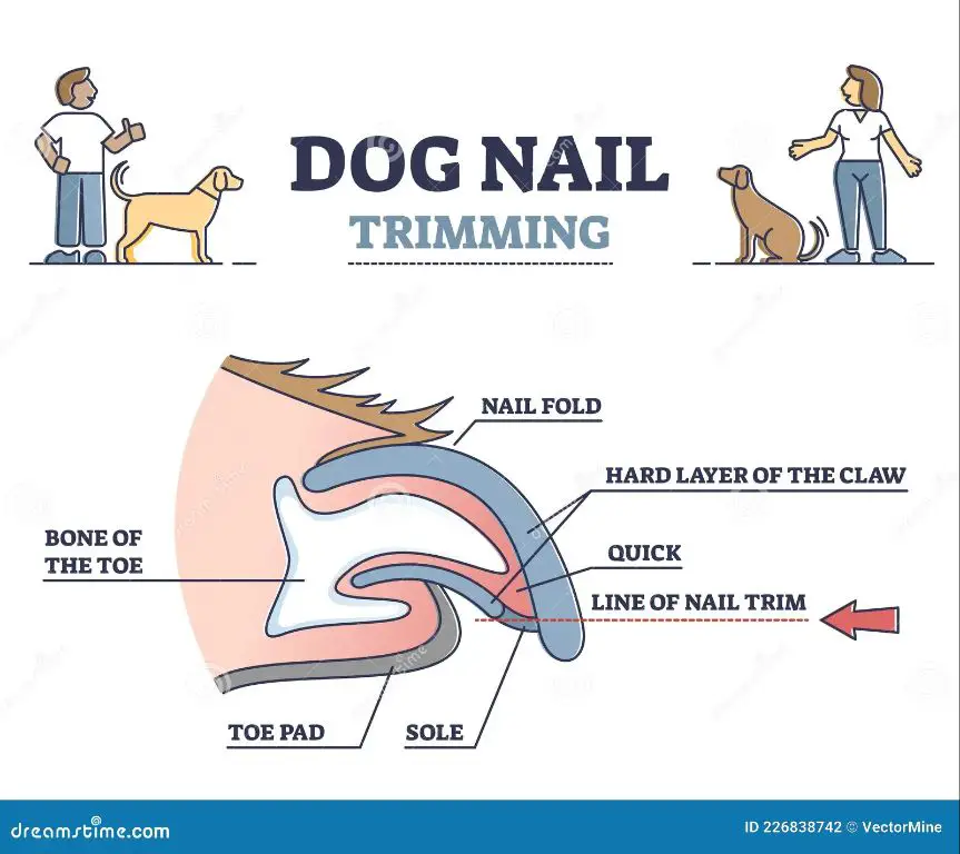 dog nail with lunula visualized