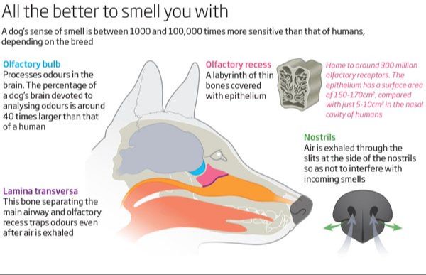 dog nose anatomy diagram compared to human nose