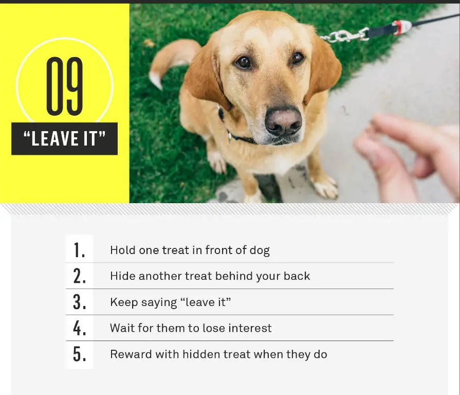 dog obedience training commands