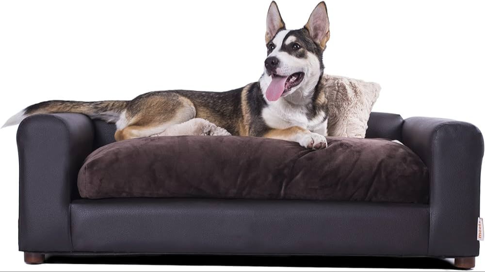 dog on reinforced couch