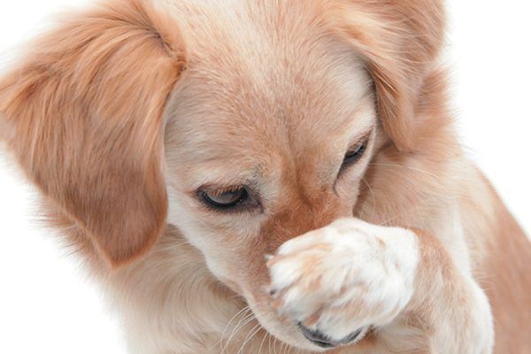 dog overwhelmed by city smells covering nose with paw