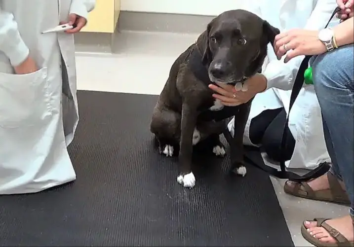 dog owner taking staring dog to see the veterinarian