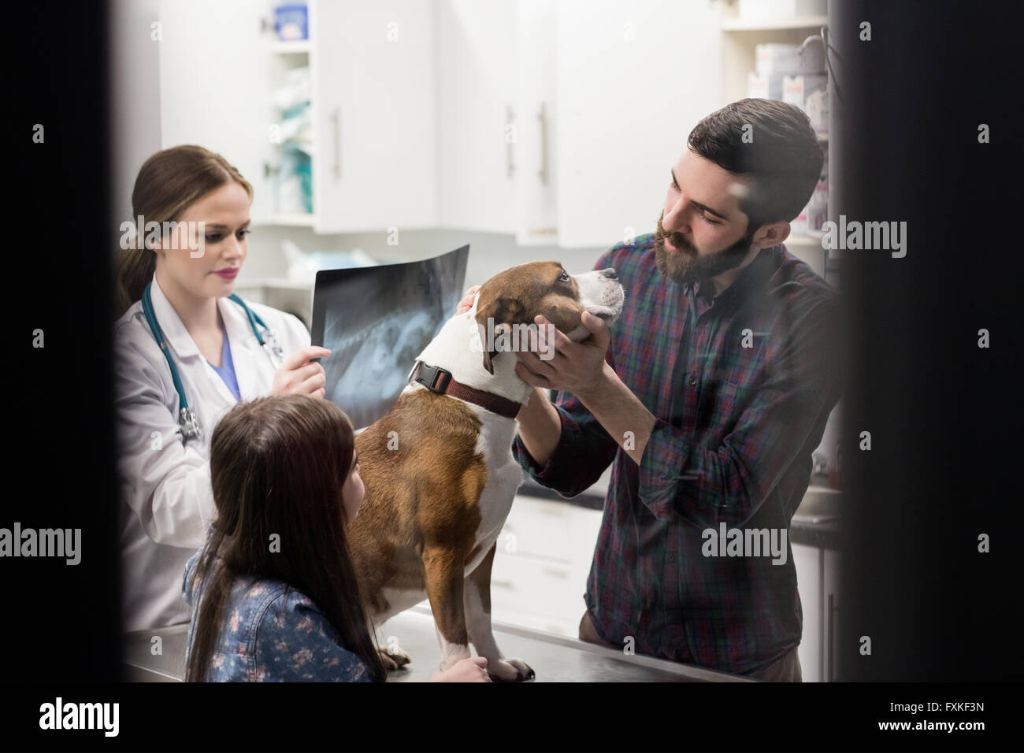 dog owner taking their staring dog to the veterinarian 