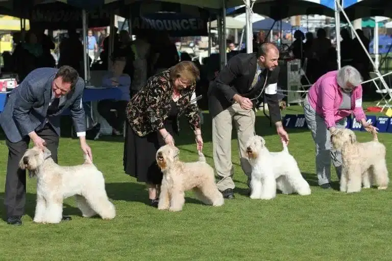 dog owners showing their purebred dogs in a conformation show ring 