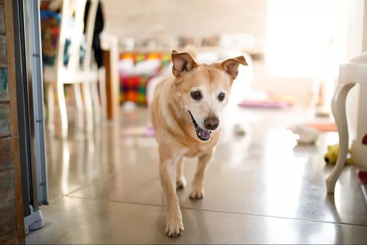 dog pacing back and forth while fireworks are going off outside.