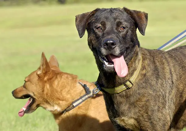 dog panting after running