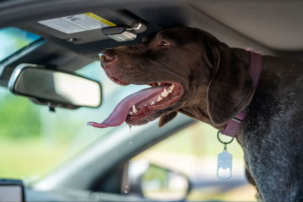 dog panting and drooling in car