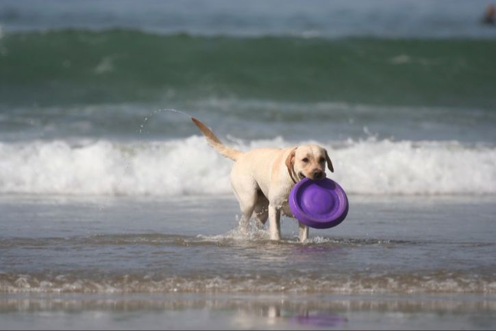 dog playing in water at ship island beach