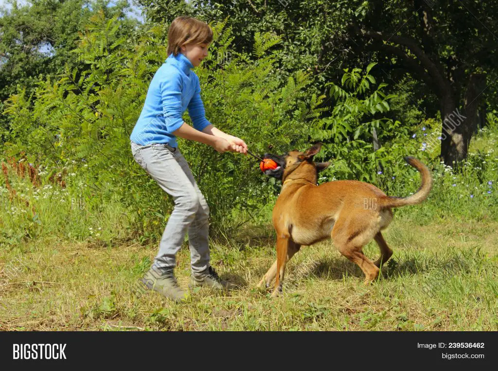 dog playing with owner