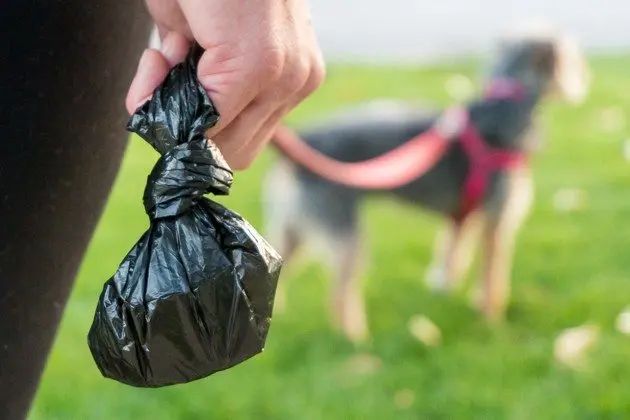 dog poop bags in landfill