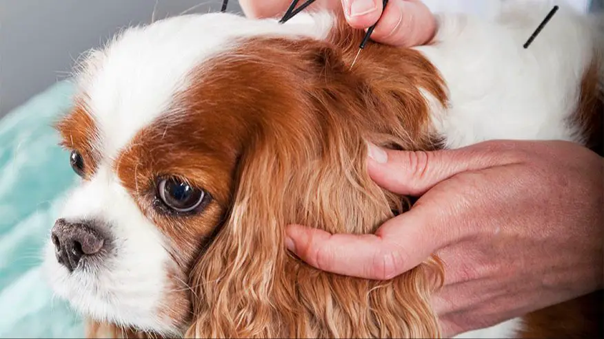 dog receiving acupuncture session for cancer pain relief