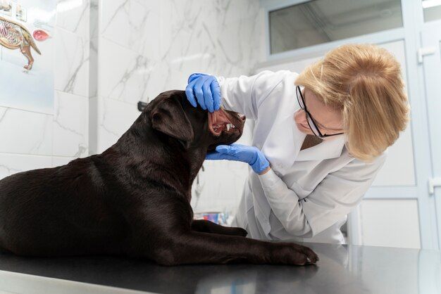 dog receiving chemotherapy treatment for lymphoma