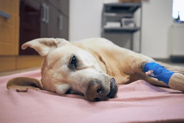 dog receiving diagnosis for incurable cancer type