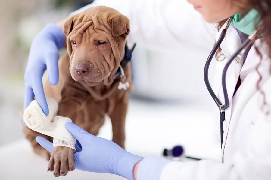 dog receiving diagnostic tests