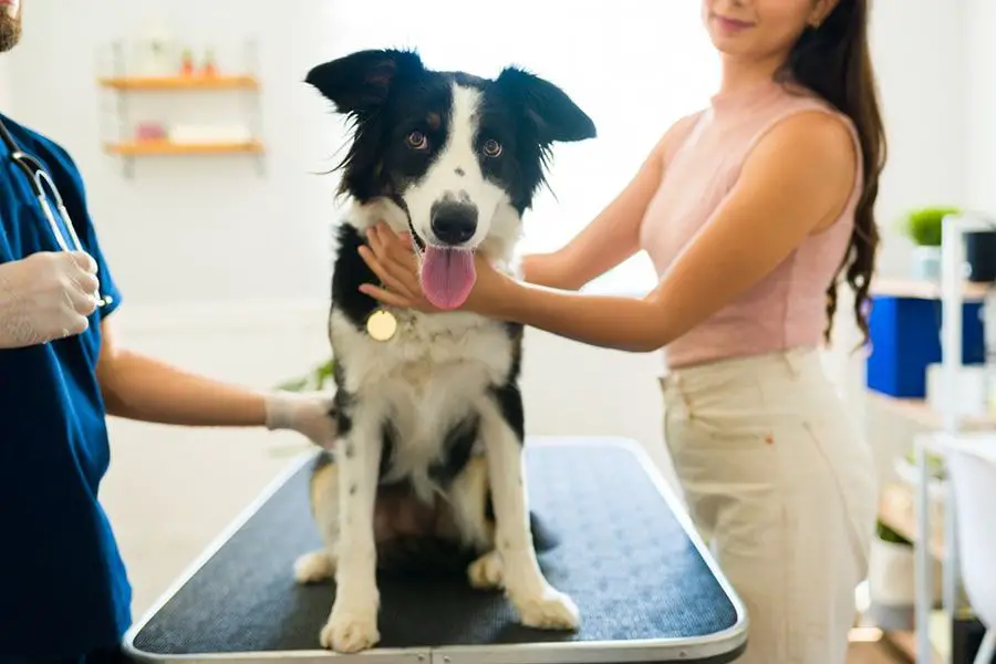 dog receiving examination by veterinarian