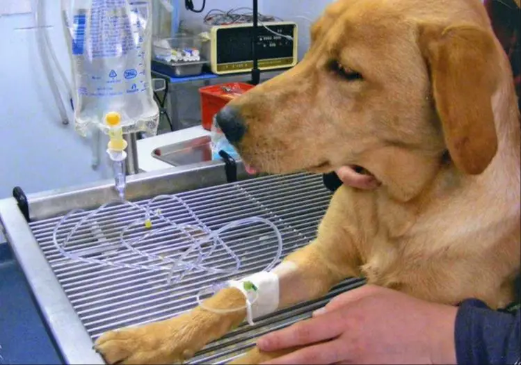 dog receiving iv fluids during procedure