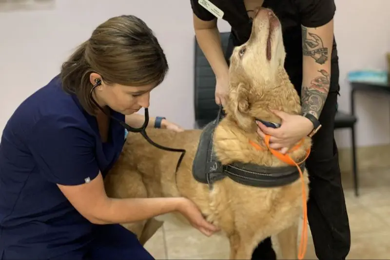 dog receiving veterinary exam