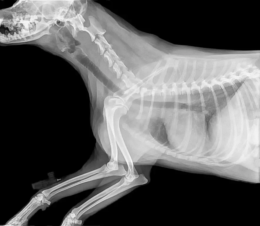 dog receiving x-ray scan