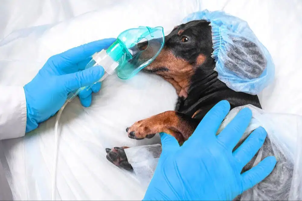 dog recovering from anesthesia wearing oxygen mask