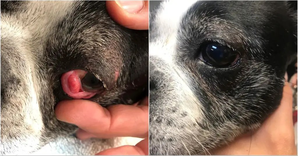 dog recovering from cherry eye surgery
