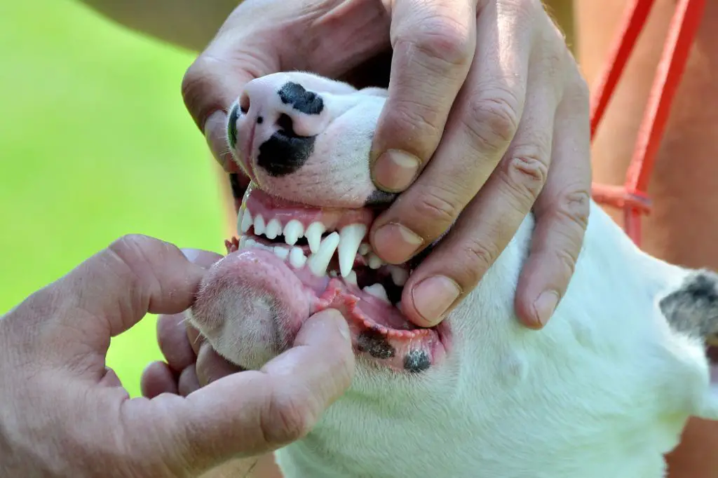 dog recovering from root canal procedure