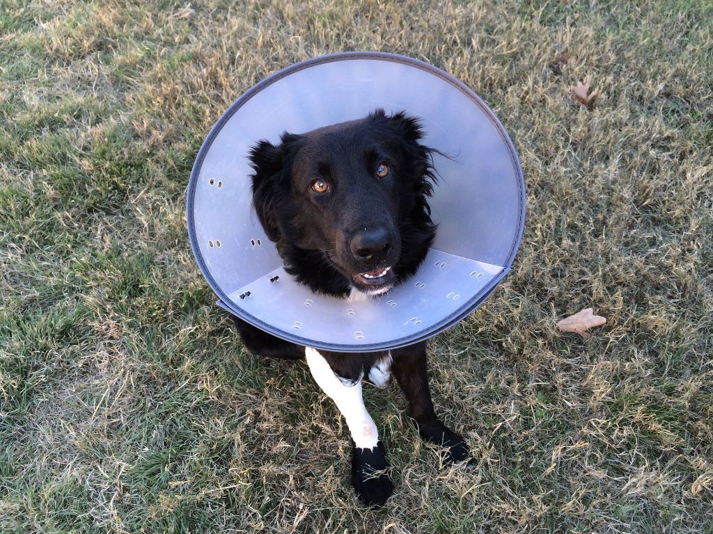 dog resting comfortably with e-collar on