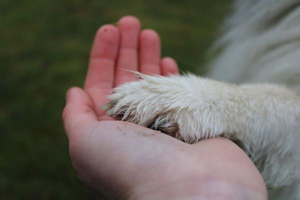 dog resting during nail recovery