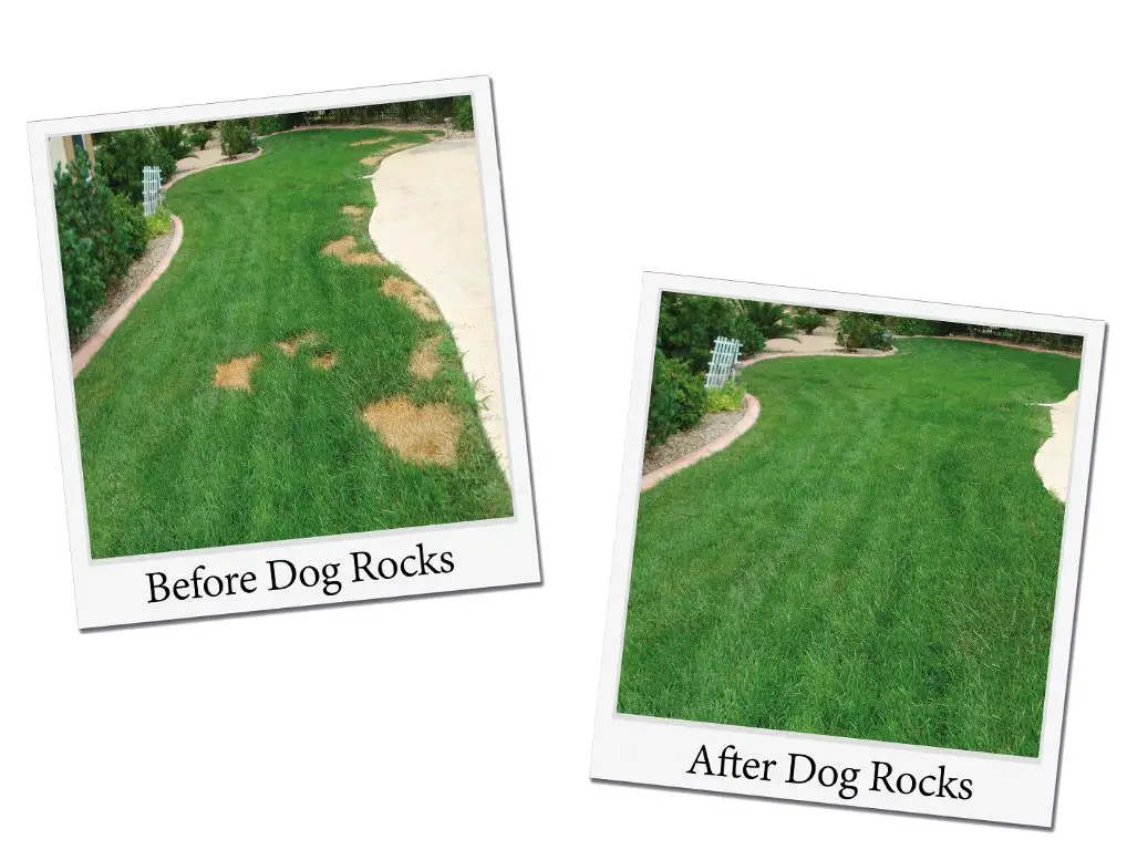 dog rocks fading in color as they are used over time