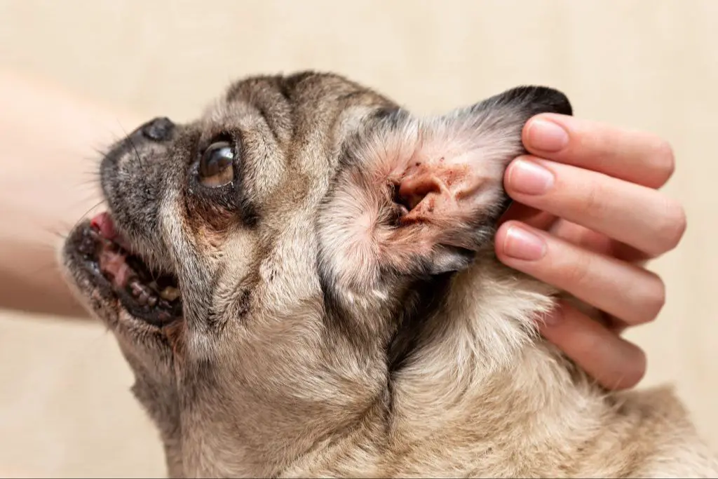 dog scratching ear