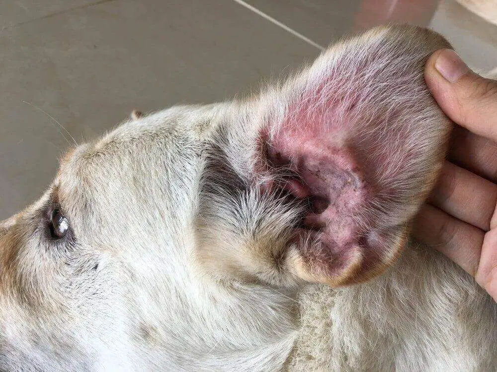 dog scratching ears due to irritation