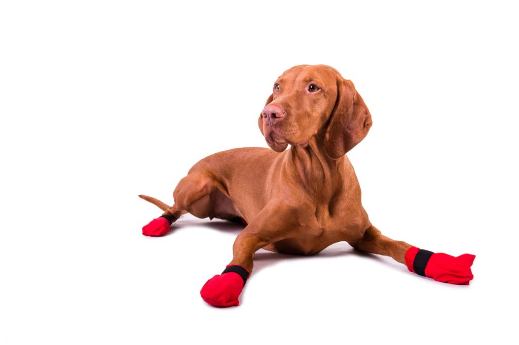 dog shoes prevent painful burns and allow for longer walks