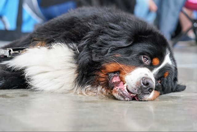 dog showing signs of dehydration