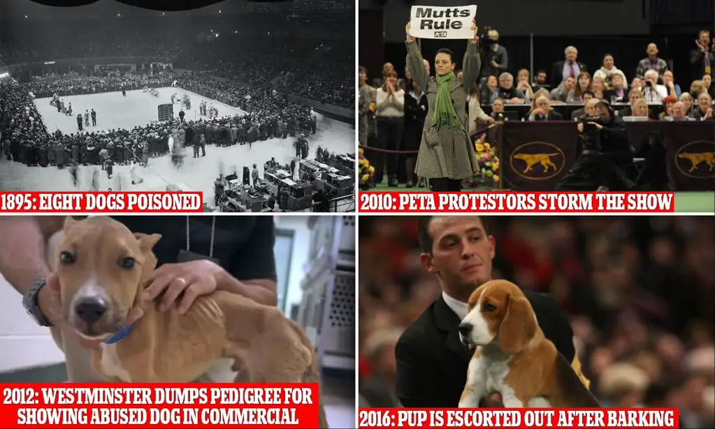 dog shows have attracted controversies over the years involving allegations of animal cruelty, dog doping scandals, and purebred breeding debates.